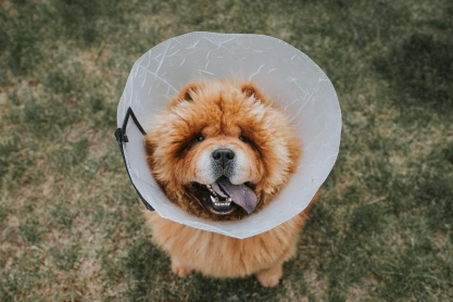 Dog Surgery
