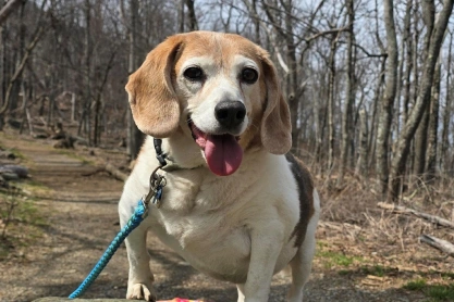 Dog Wellness Care