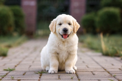 Puppy Care