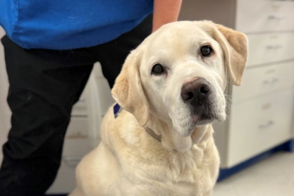 Senior Dog Care