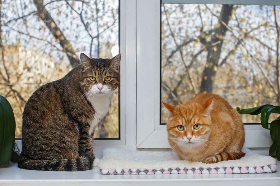 Cat Age Stages