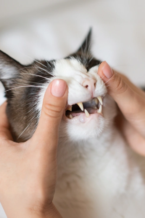 Cat Dental Care