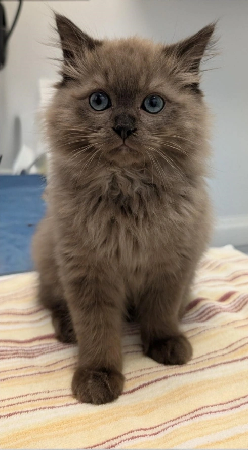 Cat Integrative & Rehabilitation Practice