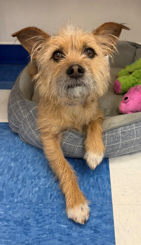 Dog Integrative & Rehabilitation Practice