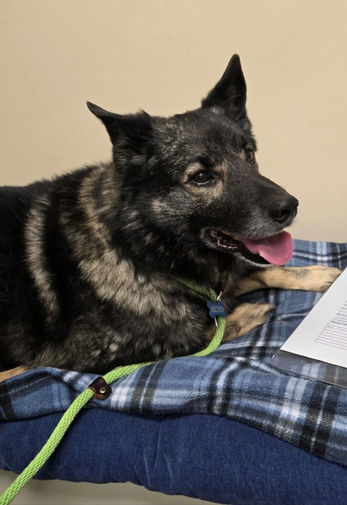 Dog Pain Management
