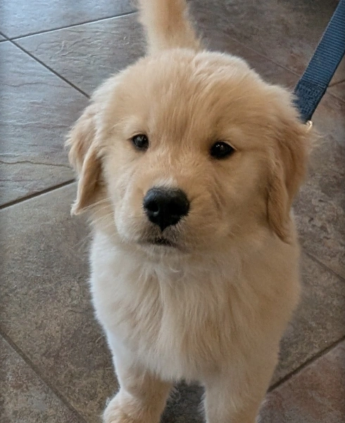 Puppy Care