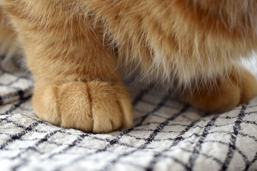 Cat Claw Care