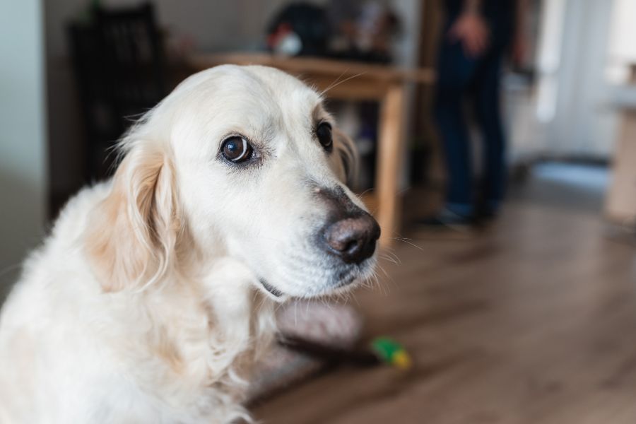 Benadryl for dogs