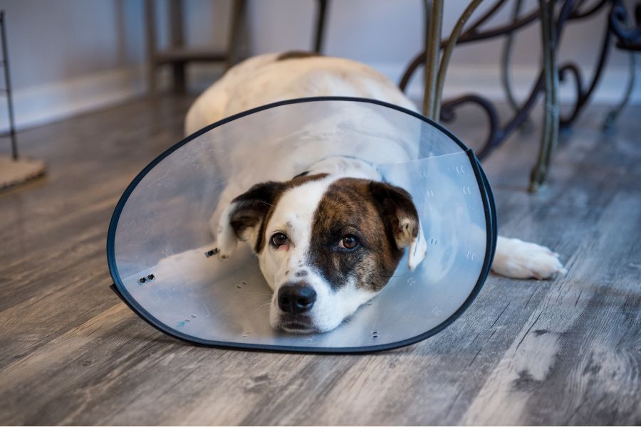 Dog Torn Ligament Treatment