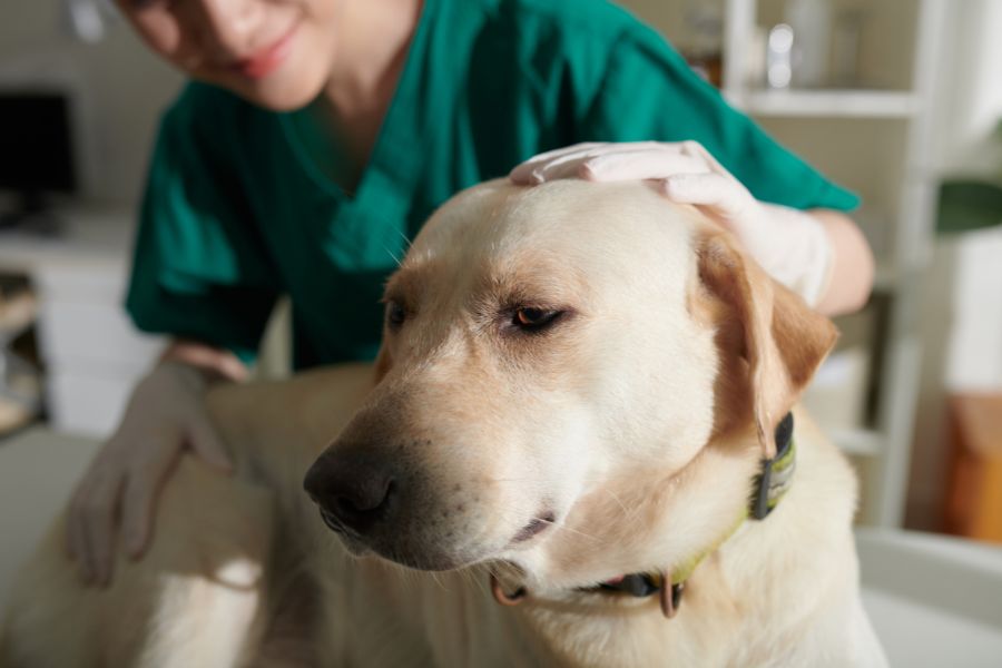 Hydrogen Peroxide for dogs