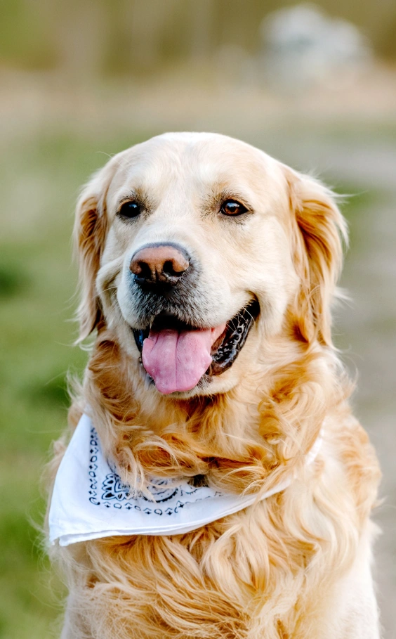 Building Community, One Pet at a Time
