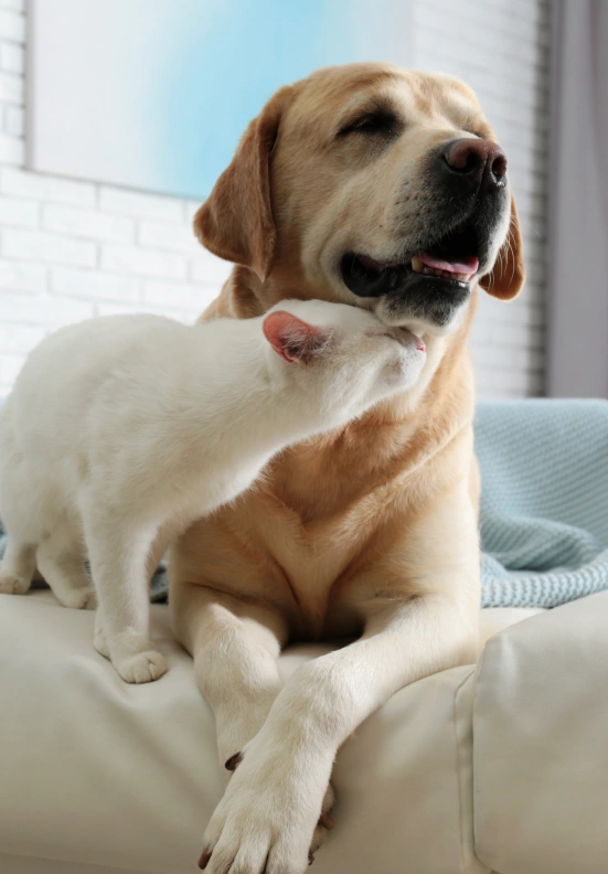 Where Comfort Meets Care