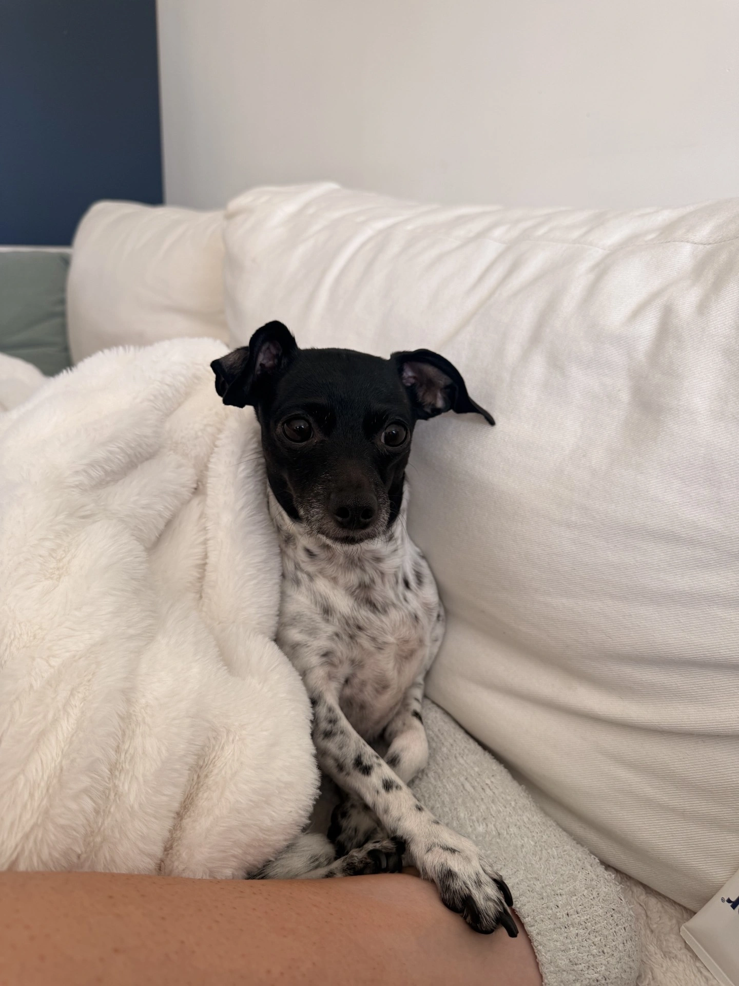 Pet Spotlight for Caring Hands Animal Hospital- Arlington