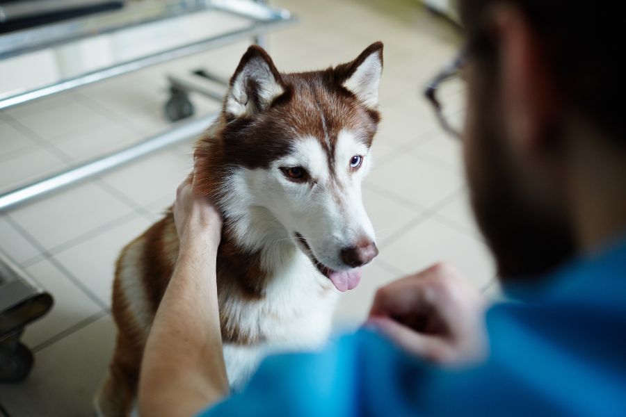 Dog Breeds