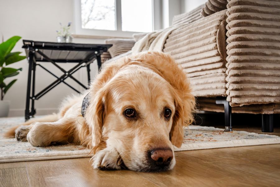 How Long Can a Dog Go Without Eating