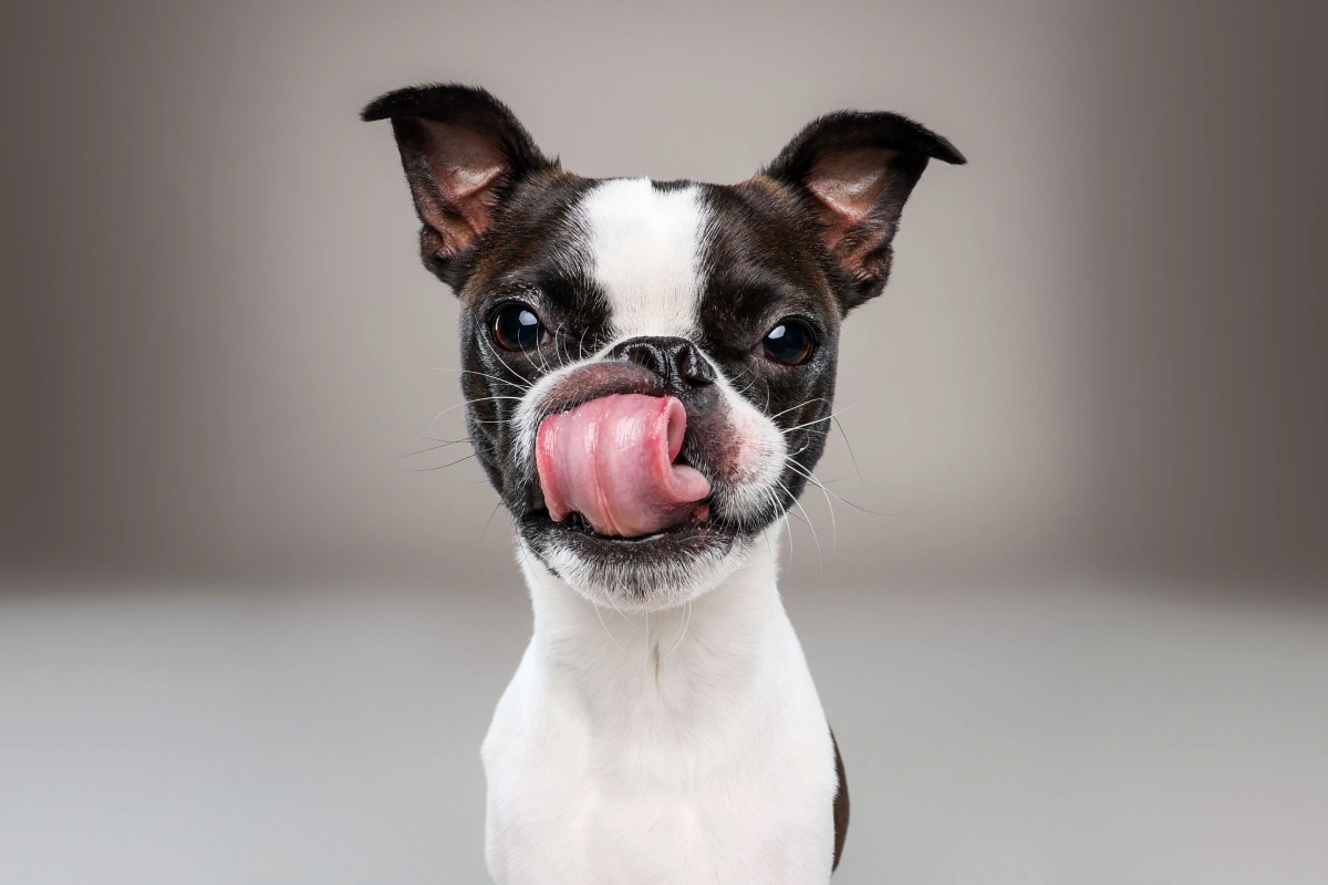 Pet Spotlight for Caring Hands Animal Hospital – Arlington