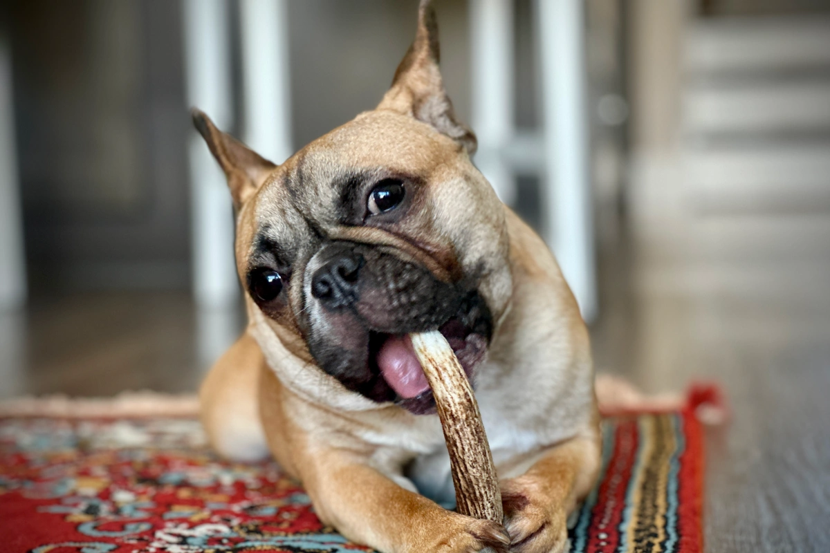 Pet Spotlight For Caring Hands