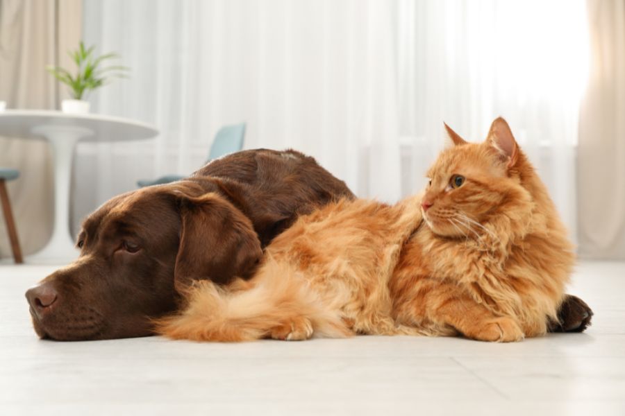 Managing Multiple Pets