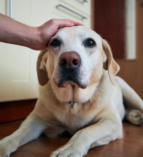 Busy Day? Pet Drop-off Evaluations Are Available