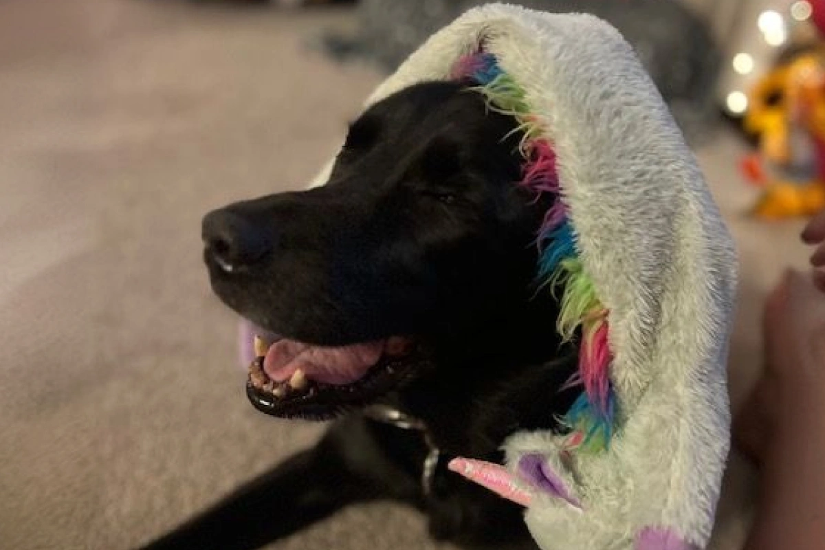 Pet Spotlight - Lena