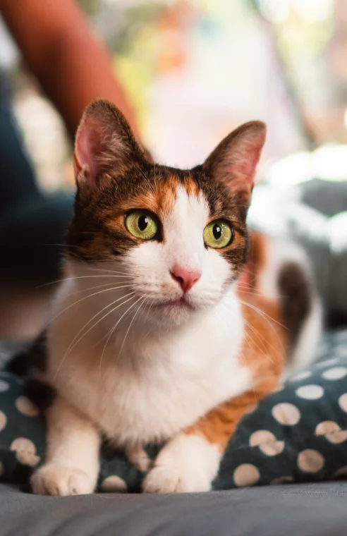 Cat receiving veterinary care