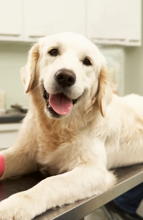 Golden retriever at veterinary clinic