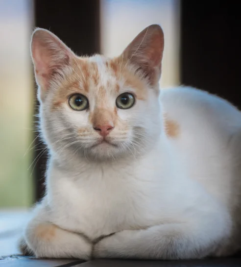 Kitten resting at home