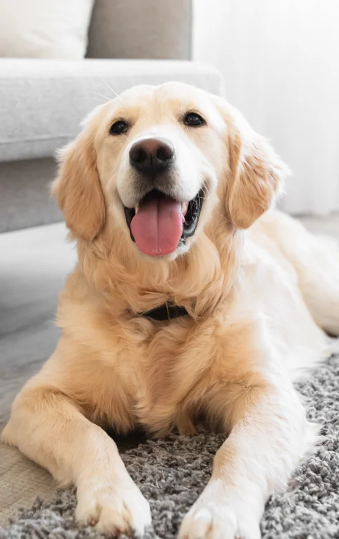 Happy golden retriever resting