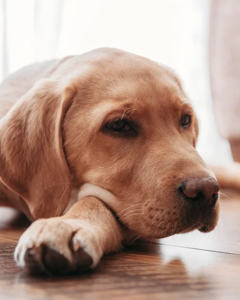 Puppy resting on floor