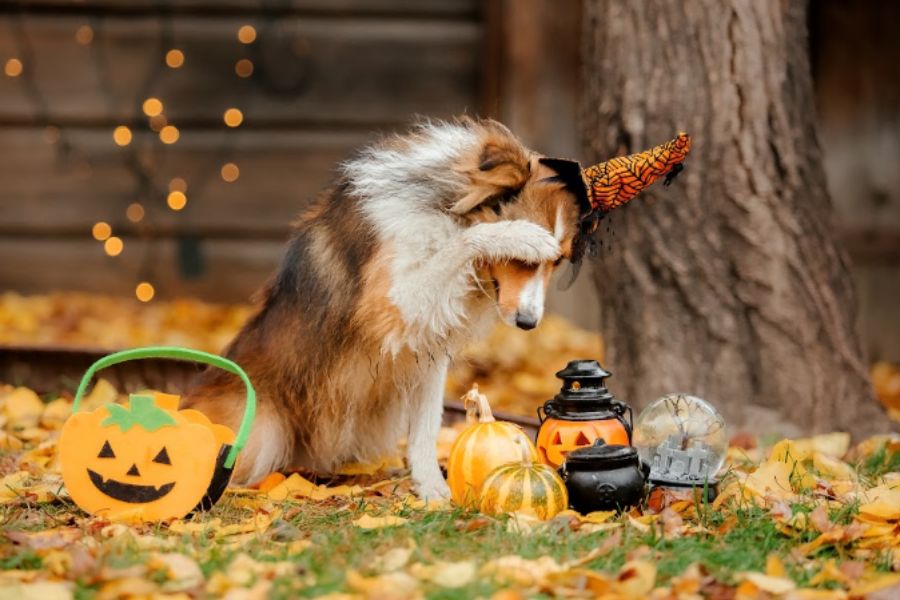 Fake Cobwebs and Stretch Webbing: Entanglement and Ingestion Risks for Pets